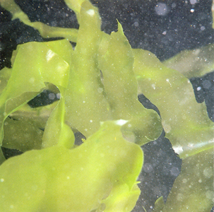 <p><em>Ulva lactuca </em>- NIMPIS.</p>
