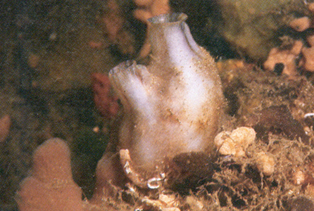<p><em>Styela plicata </em>- NIMPIS.</p>
