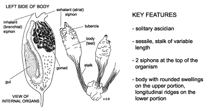 <p><em>Styela clava</em> diagram &amp; key features. Solitary ascidian. Sessile, stalk of variable length. 2 siphons at the top of the organism. Body with rounded swellings on the upper portion, longitudinal ridges o nthe lower portion.</p>
