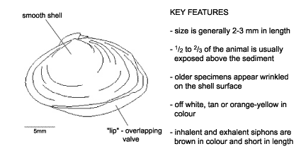 <p><em>Potamocorbula amurensis</em> key features &amp; diagram. Size is generally 2-3 mm in length. One half to two thrids of the animal is usually exposed above the sediment. Older specimens appear wrinkled on the shell surface. Off white, tan or orange-yellow in colour. Inhalent and exhalent siphons are brown in colour and short in length.</p>
