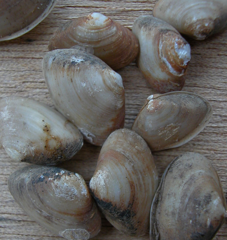<p>A collection of <em>Potamocorbula amurensis</em> specimens. The lip which occurs where valve's overlap is present on most specimens.</p>
