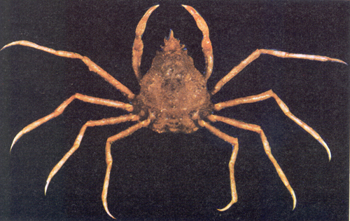 <p><em>Pyromaia tuberculata</em> - NIMPIS.</p>
