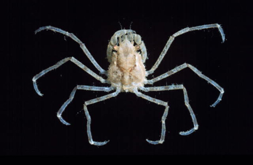 <p><em>Pyromaia tuberculata</em> - NIMPIS.</p>
