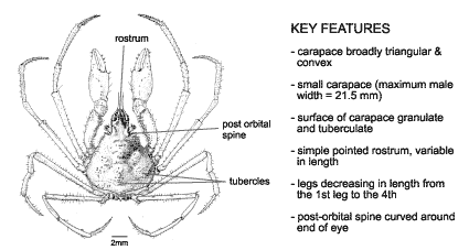 <p><em>Pyromaia tuberculata</em> diagram &amp; key features. Carapace broadly triangular and convex. Small carapace (maximum male width = 21.5 mm). Surface of carapace granulate and tuberculate. Simple pointed rostrum, variable in length. Legs decreasing in length from the first let to the fourth. Poet-orbital spine curved around end of eye.</p>
