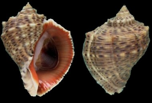 <p>Front and rear view of a <em>Rapana venosa</em> individual.</p>
