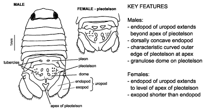 <p><em>Paradella dianae</em> diagram &amp; key features. Males -&nbsp;endopod of uropod extends beyond apex of pleotelson. Dorsally concave endopod. Characteristic curved outer edge of pleotelson at apex. Granulose dome on pleotelson. Females -&nbsp;endopod of uropod extends to level of apex of pleotelson. Exopod shorter than endopod.</p>
