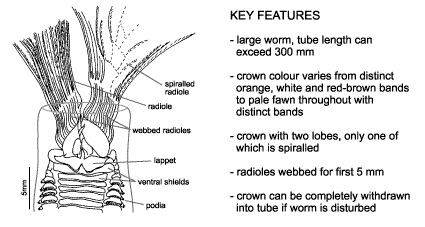 <p><em>Sabella spallanzanii</em> diagram &amp; key features. Large worm, tube length can exceed 300 mm. Crown colour varies from distinct orange, white and red-brown bands to pale fawn throughout with distinct bands. Crown with two lobes, only one of which is spiralled. Radioles webbed for first 5 mm. Crown can be completely withdrawn into tube if worm is disturbed.</p>
