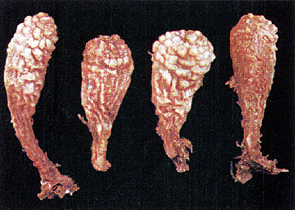 <p><em>Styela clava </em>- NIMPIS.</p>
