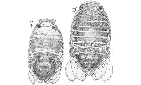 <p><em>Paradella dianae</em> line drawing, for use as image for NIMPIS sheet (image not available).</p>
