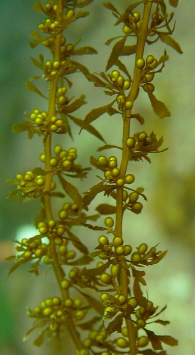 <p>Close-up image of <em>Sargassum muticum</em> taken at Benencia Island, Ria de Arousa, Galicia, Spain.</p>
