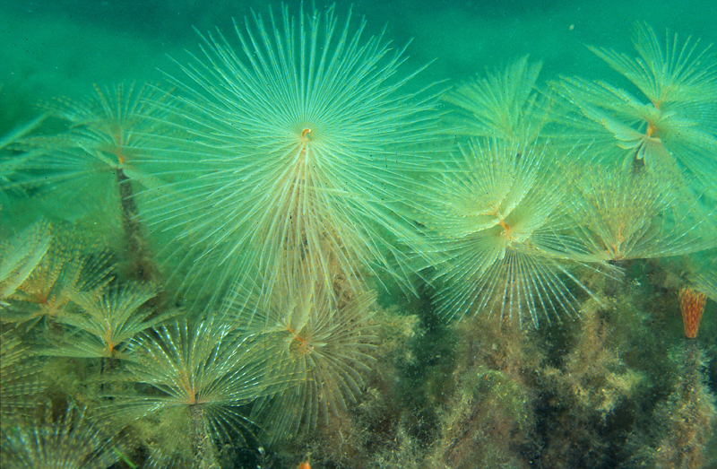 <p>An in situ underwater photo of a number of <em>Sabella spallanzanii.</em></p>

