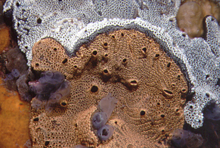 <p><em>Botrylloides leachii</em> - NIMPIS.</p>
