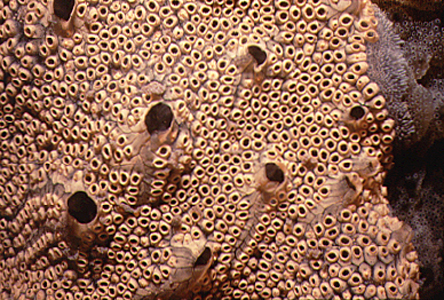 <p><em>Botrylloides leachii</em> - NIMPIS.</p>
