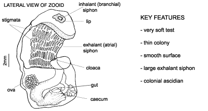 <p><em>Botrylloides leachii </em>diagram &amp; key features. Very soft test. Thin colony. Smooth surface. Large exhalant siphon. Colonial ascidian.</p>
