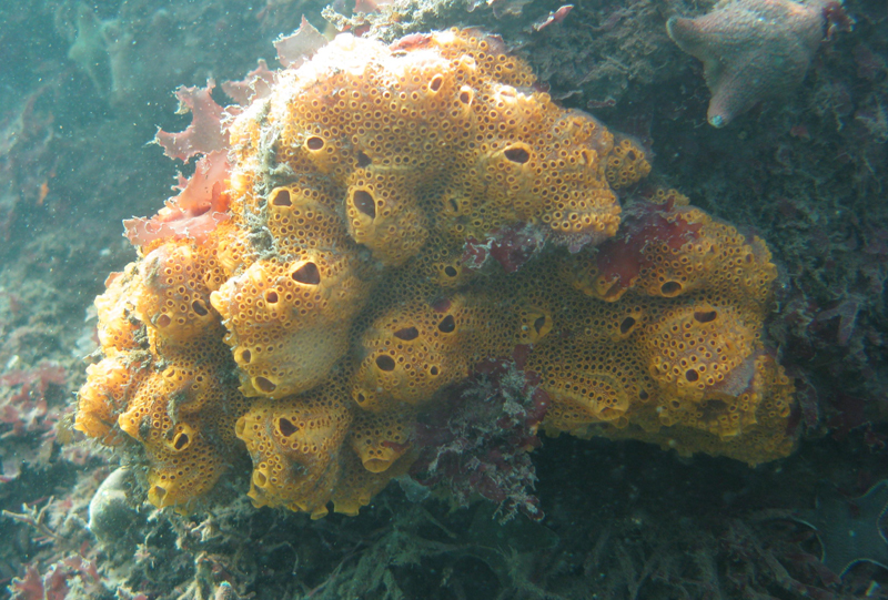<p><em>Botrylloides leachii </em>as found in its natural sorrounds.</p>
