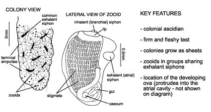 <p><em>Botryllus schlosseri</em> diagram &amp; key features. Colonial ascidian. Firm and fleshy test. Colonies grow as sheets. Zooids in groups sharing exhalant siphons. Location of the developing ova (protrudes into the atrial cavity - not shown on diagram).</p>
