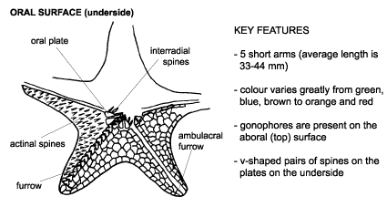 <p><em>Patiriella regularis </em>diagram &amp; key features. 5 short arms (average length is 33-44mm). Colour varies greatly from green, blue, brown to orange and red. Gonophores are present on the aboral (top) surface. V-shaped pairs of spines on the plates on the underside.</p>
