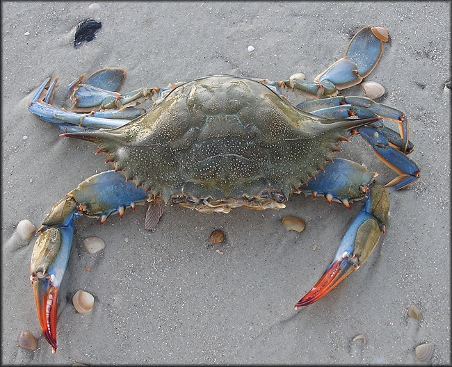 <p>Photograph of female <em>Callinectes sapidus</em> (blue crab) on the beach.</p>
