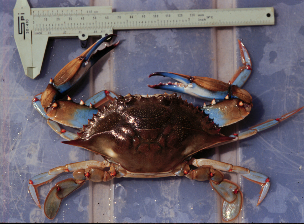 <p>Photograph of <em>Callinectes sapidus</em> (blue crab) and measuring callipers.</p>
