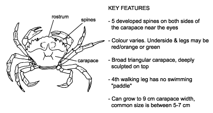 <p><em>Carcinus maenas </em>diagram &amp; key features. Five&nbsp;developed spines on both sides of the carapace near the eyes. Colour varies. Underside and legs may be green after moulting or orange/red. Broad triangular carapace, deeply sculpted on top. 4th walking leg has no swimming paddle. Can grow to 9-10 cm carapace width, common size is between 5-7 cm.</p>
