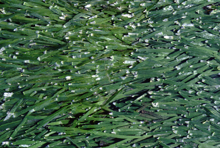 <p><em>Caulerpa filiformis</em> - NIMPIS.</p>
