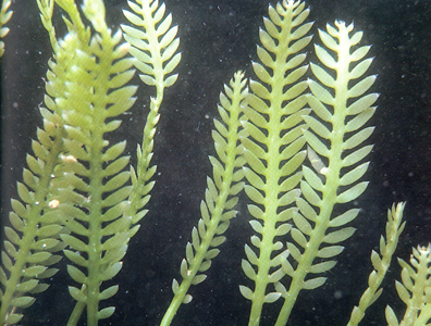 <p><em>Caulerpa taxifolia</em> - NIMPIS.</p>
