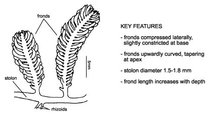 <p><em>Caulerpa taxifolia</em> diagram &amp; key features. Fronds compressed laterally, slightly constricted at base. Fronds upwardly curved, tapering at apex. Stolon diameter 1.5-1.8 mm. Frond length increases with depth.</p>
