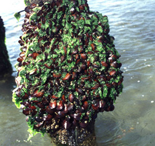 <p><em>Perna perna</em> on pier piling.</p>
