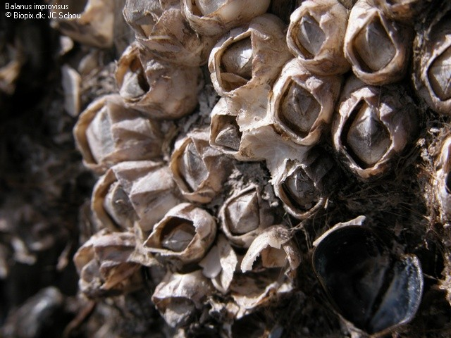 <p>A collection of <em>Amphibalanus improvisus </em>specimens found <em>in situ</em>.</p>
