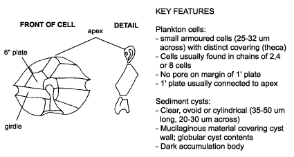 <p><em>Alexandrium catenella </em>diagram &amp; key features. Plankton cells. Small armoured cells (25-32 µm across) with distinct covering (theca). Cells usually found in chains of 2,4 or 8 cells. No pore on margin of 1′ plate. 1′ plate usually connected to apex. Sediment cysts; clear, ovoid or cylindrical (35-50 µm long, 20-30 µm across). Mucilaginous material covering cyst wall; globular cyst contents. Dark accumulation body.</p>
