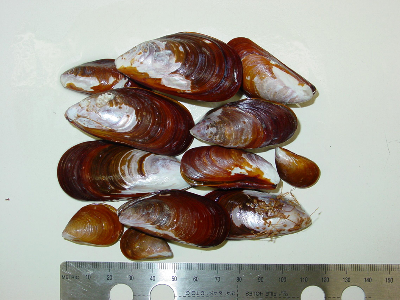 <p>A collection of <em>Perna perna</em> specimens photographed next to a ruler.</p>
