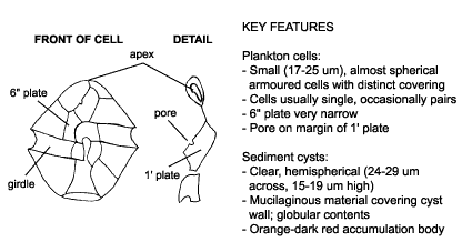 <p><em>Alexandrium minutum </em>diagram &amp; key features. Plankton cells; small (17-25 µm), almost spherical armoured cells with distinct covering, usually single, occasionally pairs. 6″ plate very narrow. Pore on margin of 1′ plate. Sediment cysts; clear, hemisherical (24-29 µm across, 15-19 µm high), mucilaginous material covering cyst wall; globular cyst contents, orange-dark red accumulation body.</p>
