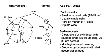 <p><em>Alexandrium tamarense </em>diagram &amp; key features. Plankton cells: small armoured cells (25-45 µm), usually single cells, pore on margin of 1′ plate, 6′ plate wide. Sediment cysts: clear, ovoid or cylindrical (35-50 µm long, 20-30 µm across), mucilaginous cyst covering. globular cyst contents with dark accumulation body.</p>
