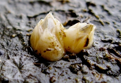 <p><em>Amphibalanus improvisus </em>found <em>in situ </em>fouled to a rock face.</p>
