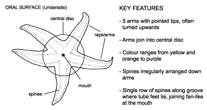 <p><em>Asterias amurensis </em>diagram &amp; key features. 5 arms with pointed tips, oftern turned upwards. Arms join into central disc. Colours ranges from yellow and orange to purple. Spines irregularly arranged down arms. Single row of spines along groove where tube feet lie, joining fan-like at the mouth.</p>
