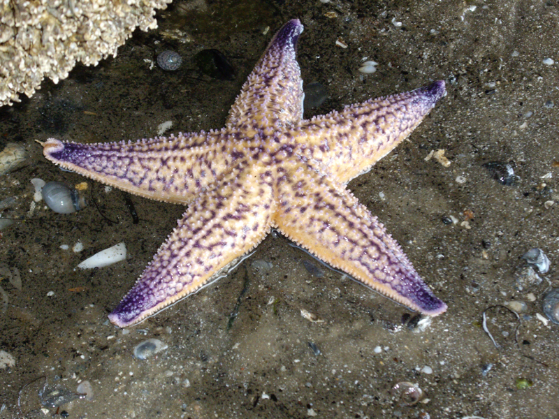 <p>A single <em>Asterias amurensis </em>specimen as found in its natural surrounds. The tips of each of its arms pointed upwards.</p>
