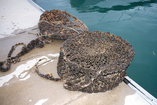 <p><em>Mytilopsis</em>&nbsp; <em>sallei </em>fouling on crab trap - NIMPIS.</p>
