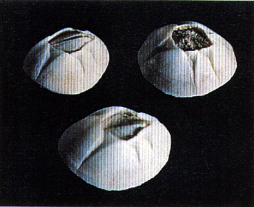 <p><em>Amphibalanus improvisus </em>(photo from Furlani 1996) - NIMPIS.</p>
