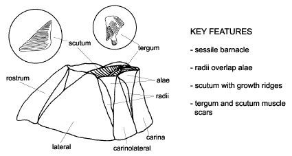 <p><em>Amphibalanus improvisus </em>diagram &amp; key features.</p>

