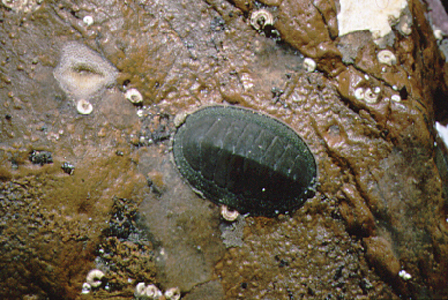 <p><em>Chiton glaucus </em>- NIMPIS.</p>
