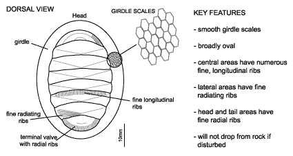 <p><em>Chiton glaucus </em>diagram &amp; key features. Smooth girdle scales. Broadly oval. Central areas have numerous fine, longitudinal ribs. Lateral areas have fine radiating ribs. Head and tail areas have fine radial ribs. Will not drop rock is disturbed.</p>
