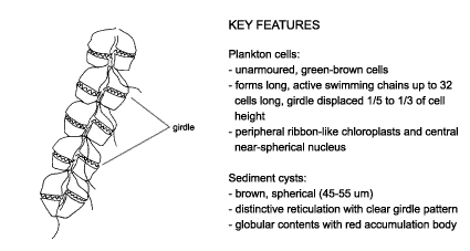 <p><em>Gymnodinium catenatum </em>diagram &amp; key features. Plankton cells. Unarmoured, green-brown cells. Forms long, active swimming chains up to 32 cells long, girdle displaced 1/5 to 1/3 cell height. Peripheral ribbon-like chloroplasts and central near-spherical nucleus. Sediment cysts. Brown, spherical (45-55 um). Distinctive reticulation with clear girdle pattern. Globular contents with red accumulation body.</p>
