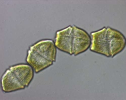 Gymnodinium catenatum chain - NIMPIS.