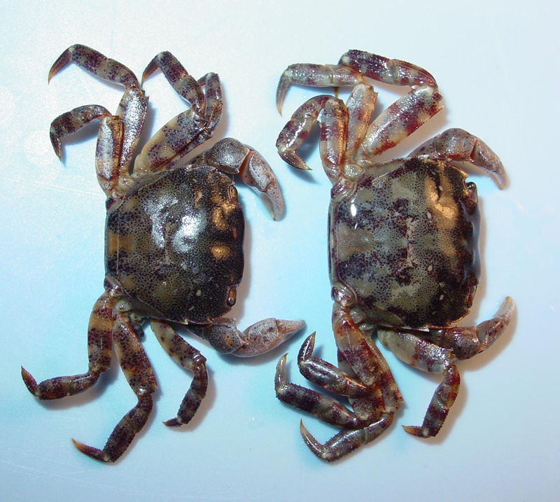 <p>Two specimens of <em>Hemigrapsus sanguineus.</em></p>
