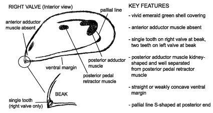 <p><em>Perna viridis </em>diagram &amp; key features. Vivid emerald green shell covering. Anterior adductor muscle absent. Single tooth on right valve at beak, two teeth on left valve at beak. Posterior adductor muscle kidney-shaped and well separated from posterior pedal retractor muscel. Straight or weakly concave ventral margin. Pallial line S-shaped at posterior end.</p>
