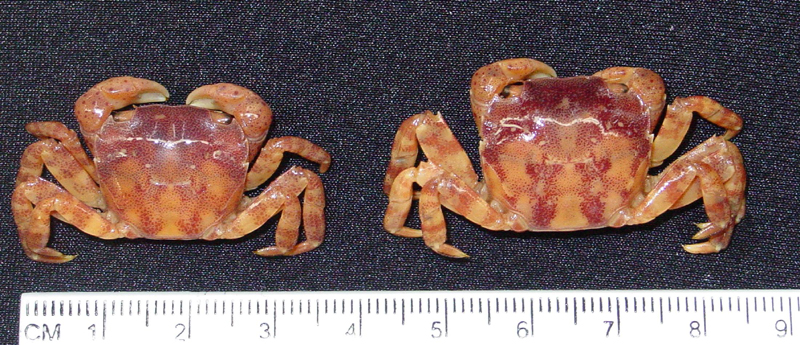 <p>Two specimens of <em>Hemigrapsus sanguineus</em> photographed next to a ruler.</p>
