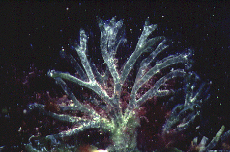 <p><em>Codium fragile spp. fragile</em>&nbsp;- NIMPIS.</p>
