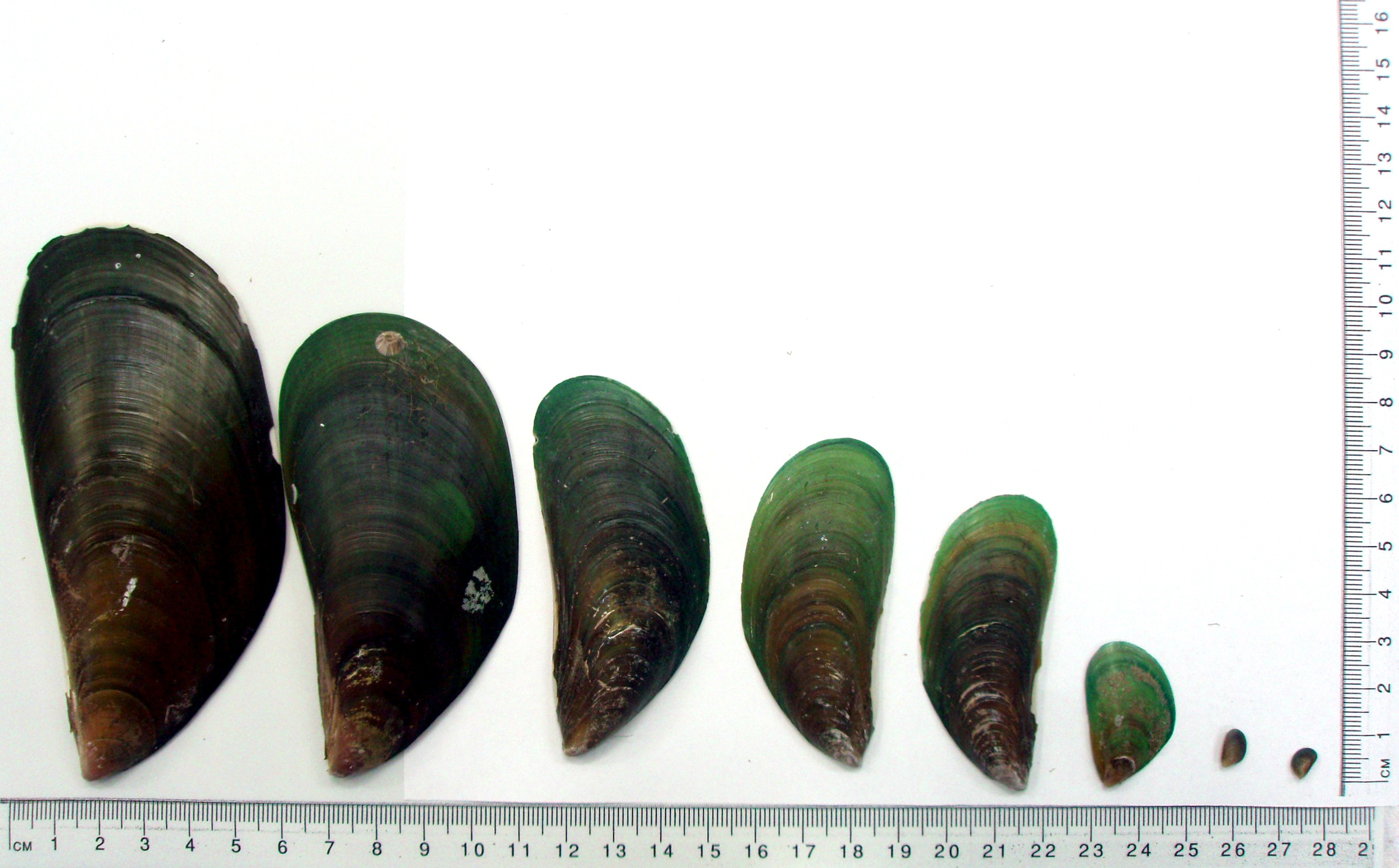 <p>A collection of eight specimens varying in size of <em>Perna viridis </em>.</p>
