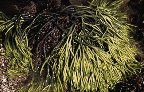 <p><em>Codium fragile spp. fragile</em> - NIMPIS.</p>
