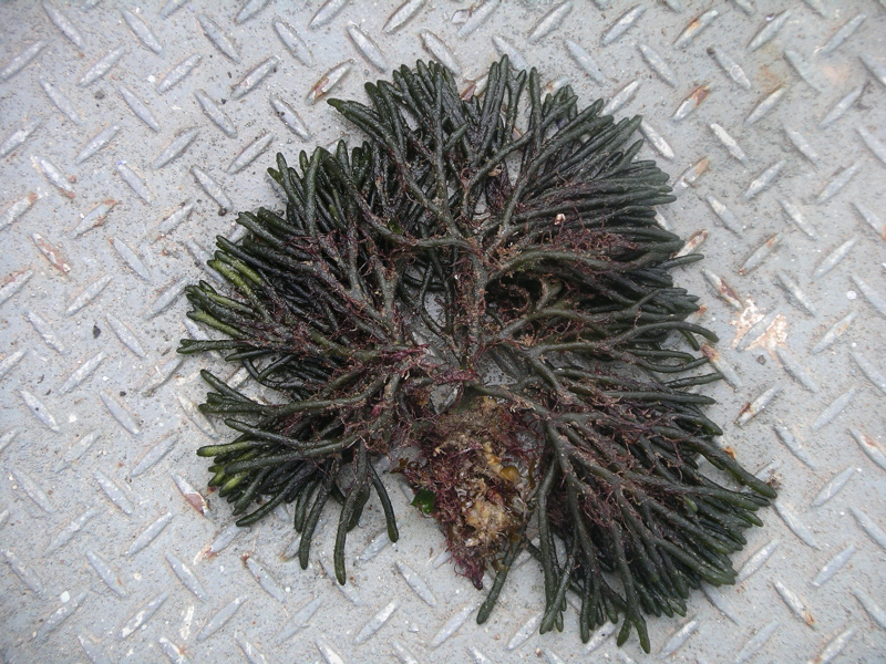 <p><em>Codium fragile spp. fragile</em> removed from its habitat.</p>
